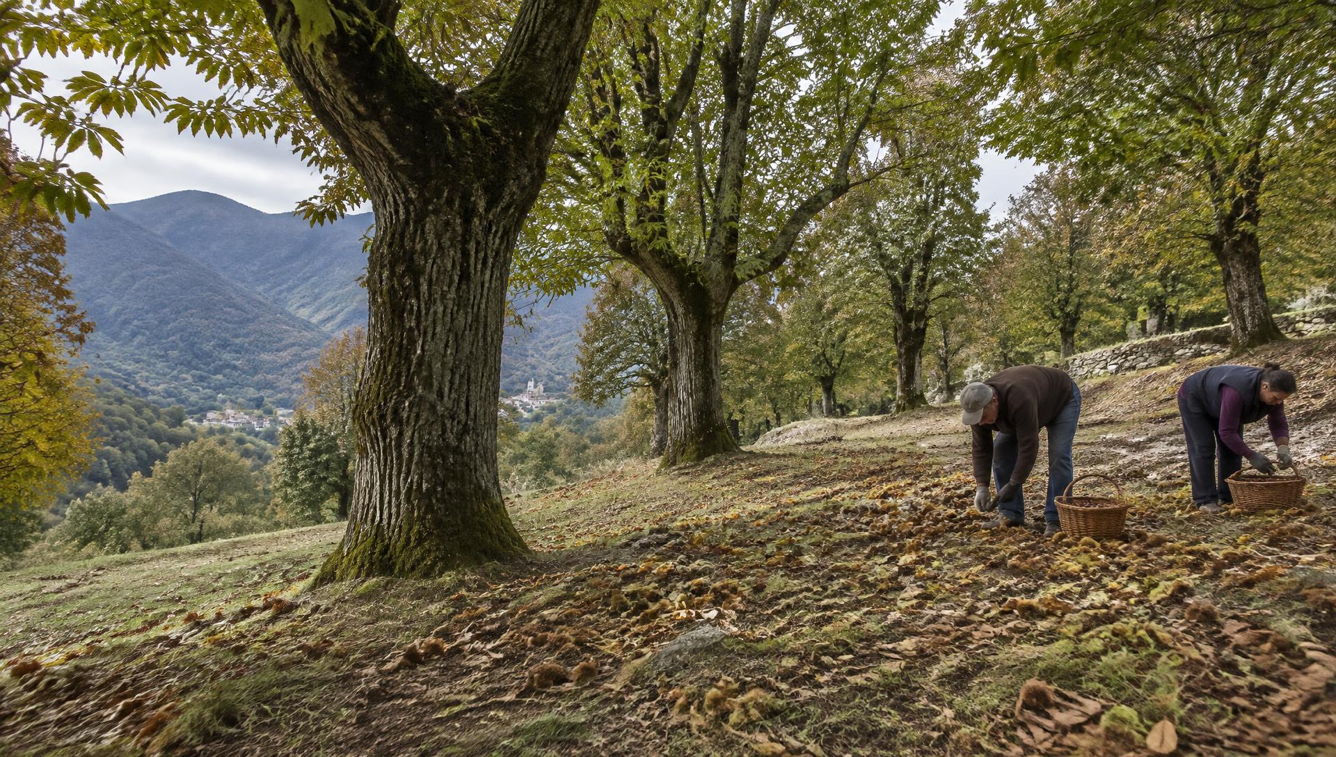 Raccolta delle castagne in un castagneto di montagna